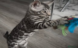 Bengal cats for sale: Breed quality silver bengal kittens 🐆💎🤍🩶🖤 - Image 7