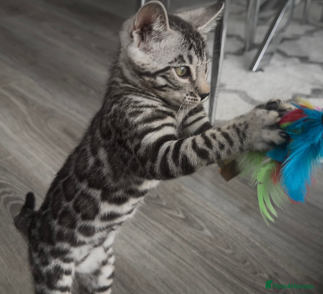 Bengal cats for sale: Breed quality silver bengal kittens 🐆💎🤍🩶🖤 - Image 7