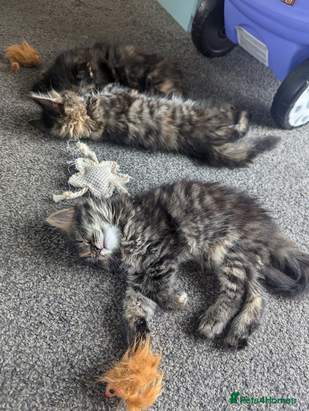 Maine Coon cats for sale: 3 gorgeous healthy full breed Maine coon kittens - Image 4
