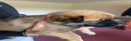Belgian Shepherd Dog dogs for sale: Stunning Belgian Malinois puppies  - Advert 9