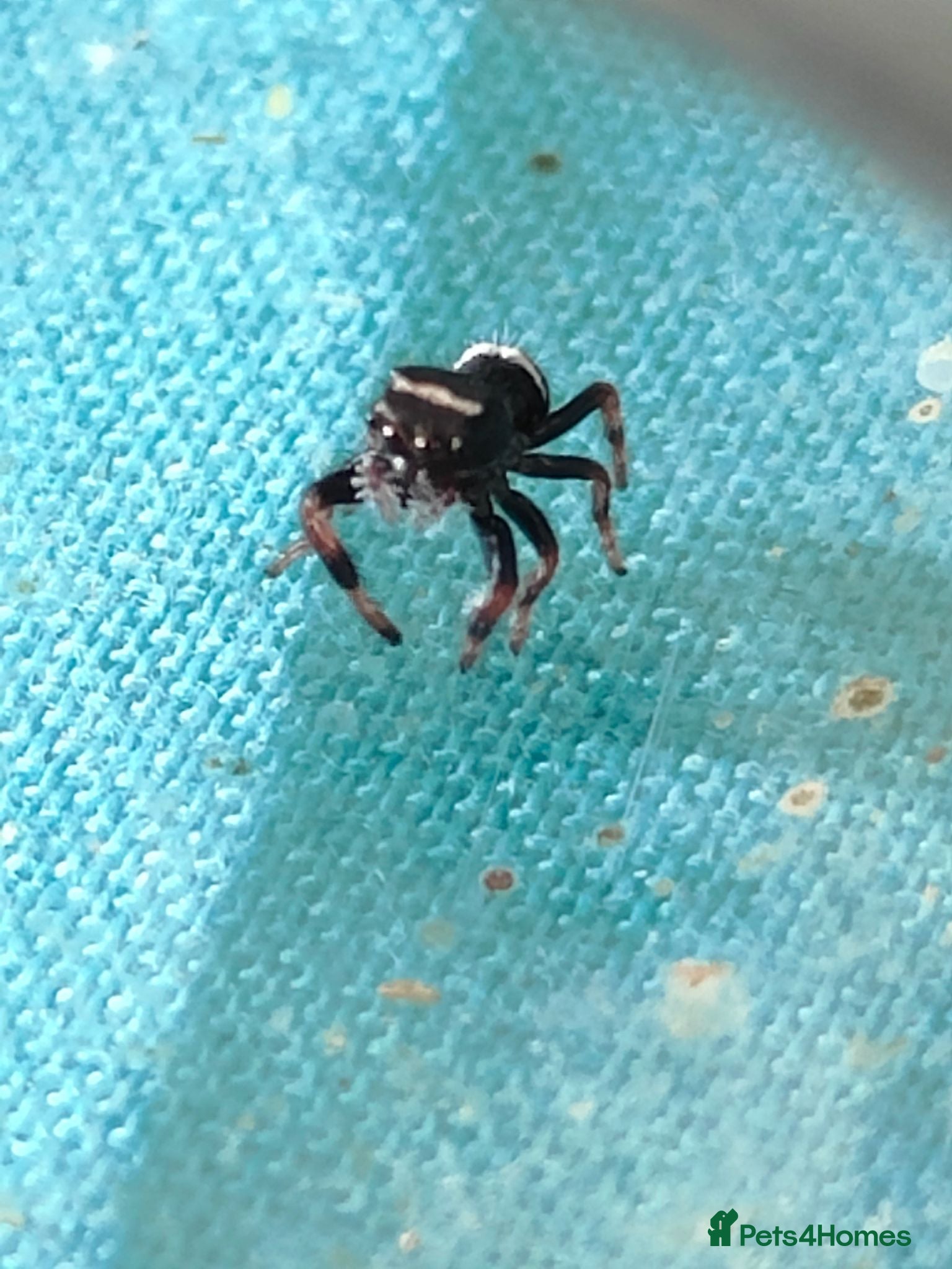 Spiders invertebrates Jumping spiders/Phidippus regius Apalachicolla /// - Advert 8