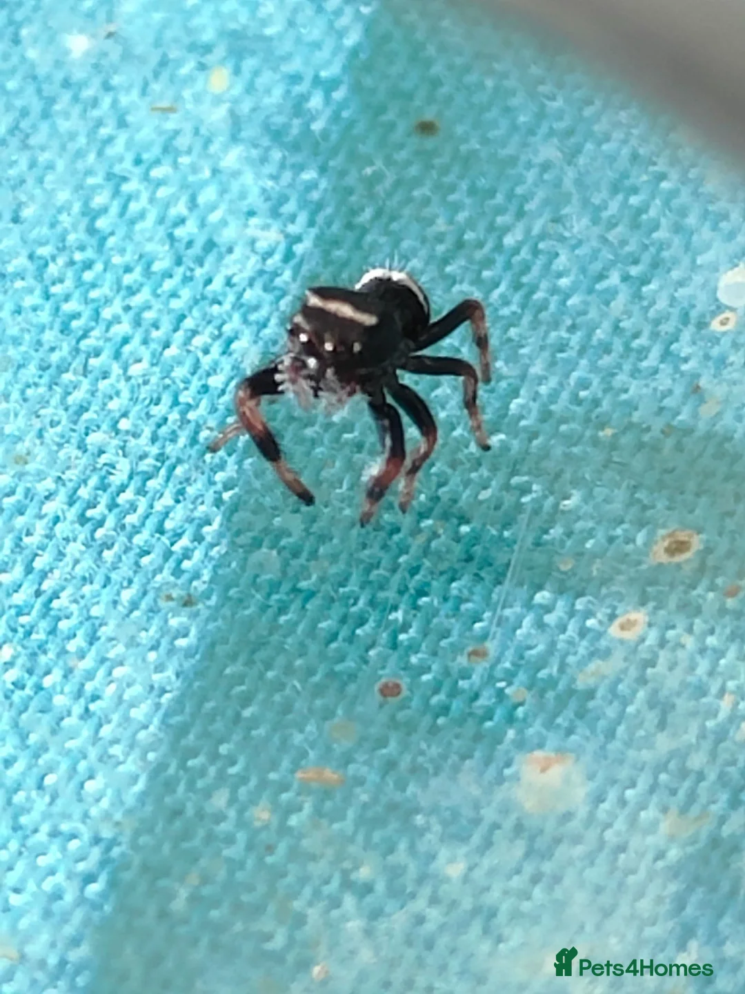 Spiders invertebrates for sale: Jumping spiders/Phidippus regius Apalachicolla /// - Advert 1