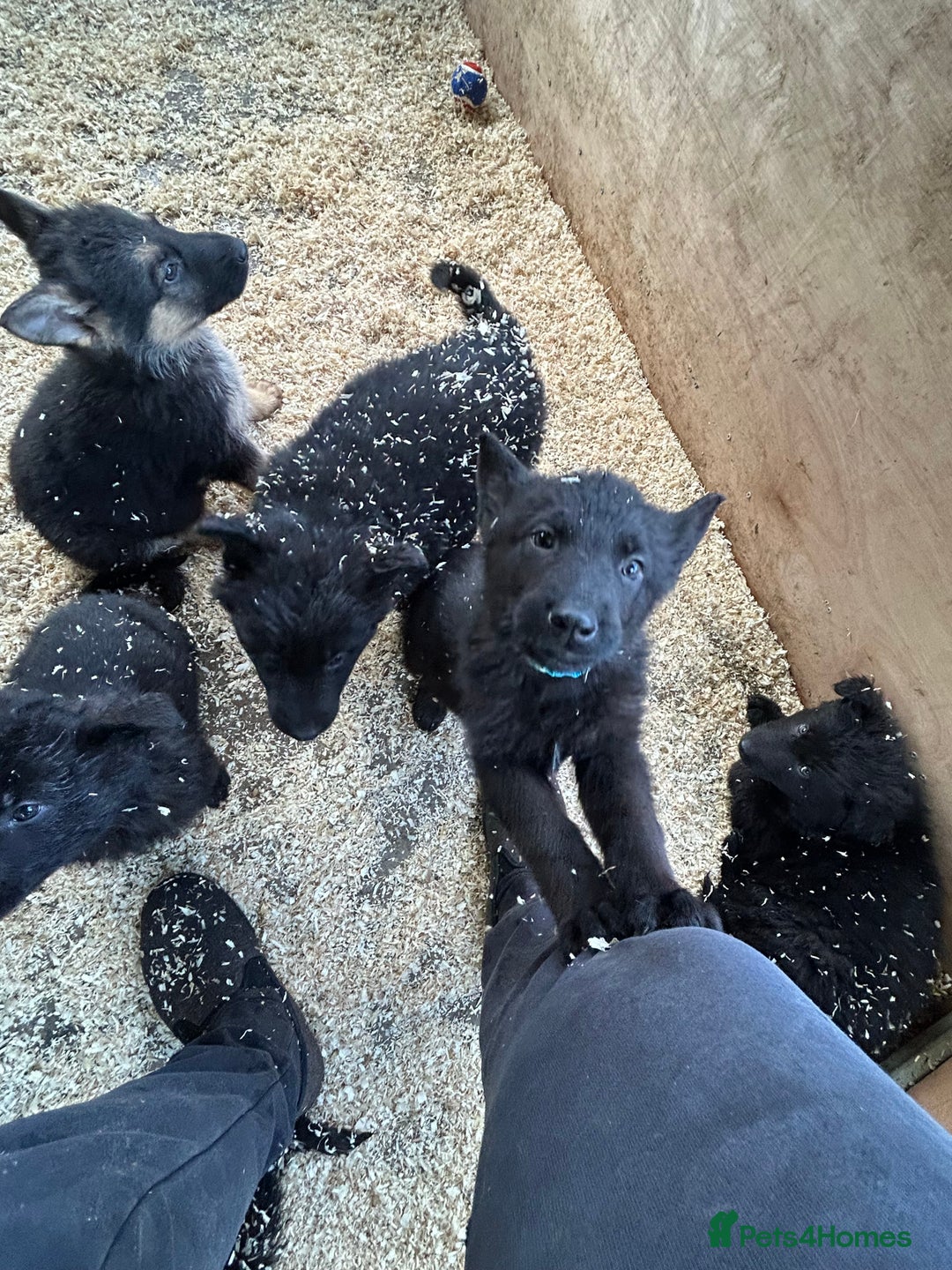 German Shepherd dogs for sale: German shepherd puppies  - Advert 36