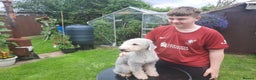 Bedlington Terrier dogs for stud: Teddy the beddy in Worksop - Advert 1
