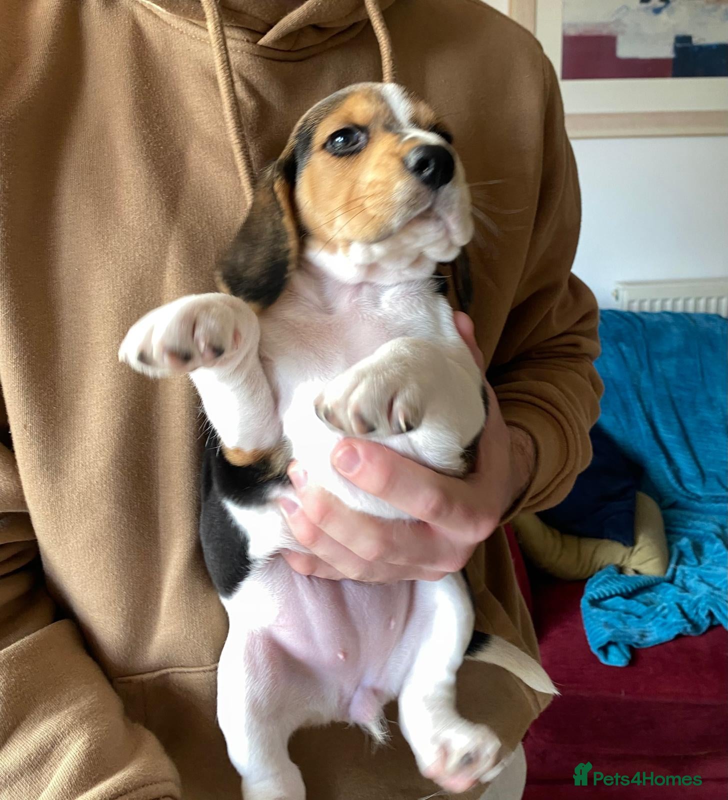 Beagle dogs Beautiful home reared chunky beagle pups - Advert 5