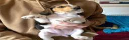 Beagle dogs for sale: Beautiful home reared chunky beagle pups - Advert 1