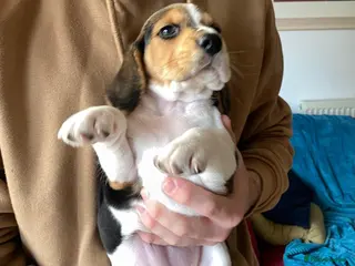 Beagle dogs Beautiful home reared chunky beagle pups - Advert 5