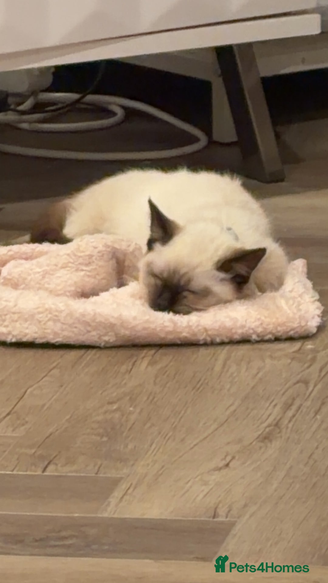 Ragdoll cats for sale: Purebred Female Seal Point Ragdoll Kitten £600 - Advert 2