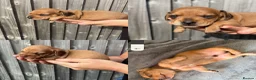 Miniature Dachshund dogs for sale: Unreal Rare colours, black,chocolate & creme in Southampton - Advert 5