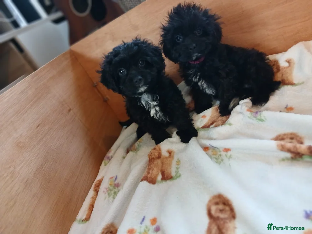 Cavapoo dogs for sale: Cavapoo Puppies **2 AVAILABLE** - Advert 2