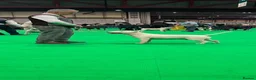 Bull Terrier dogs for sale:  🇬🇧 BULLYVIEW BULL TERRIERS🇬🇧 in Wickford - Advert 3