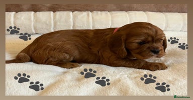 Cavalier King Charles Spaniel dogs - Advert 7