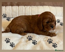 Cavalier King Charles Spaniel dogs - Advert 16