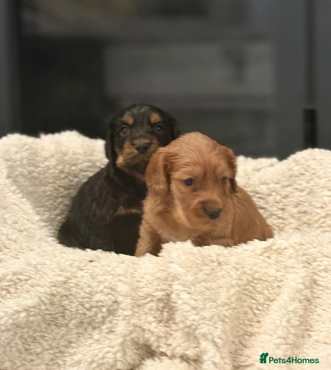 Cocker Spaniel dogs for sale: KC reg working cocker boys  - Advert 1