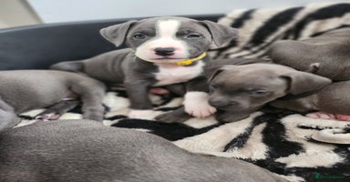 Staffordshire Bull Terrier dogs - Advert 13