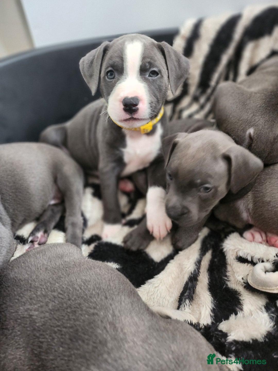 Staffordshire Bull Terrier dogs for sale: Staffies  - Image 3