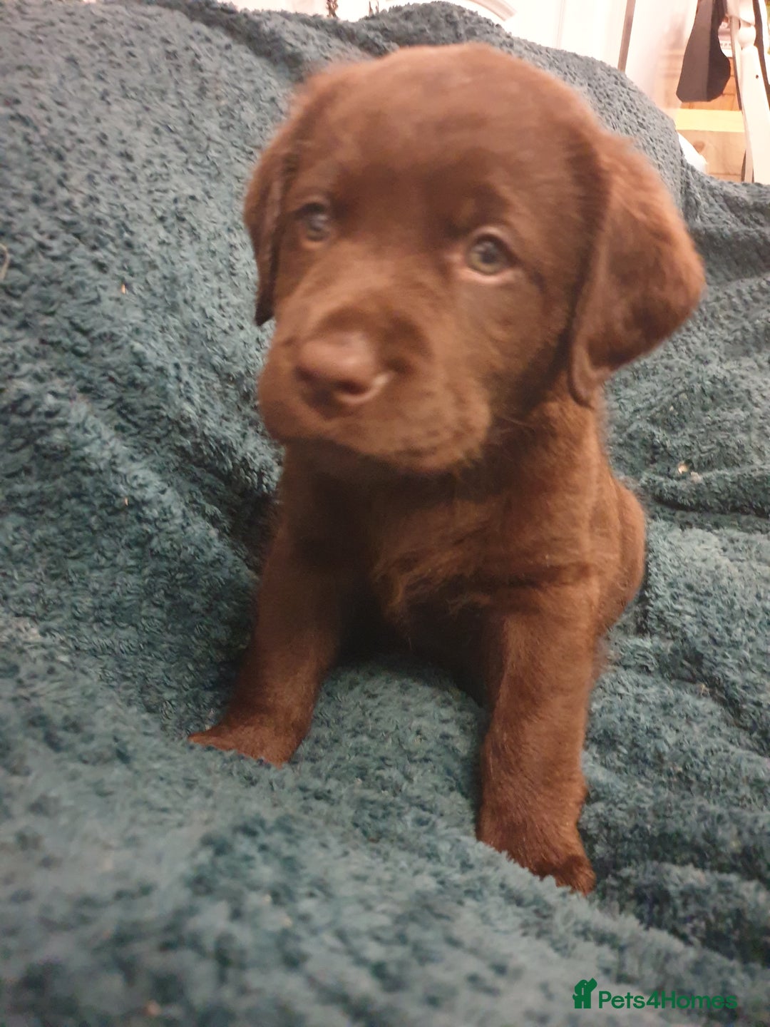 Labrador Retriever dogs for sale: Chocolate Labradors by FLASHMOUNT TENOR of TAGABEA - Image 16
