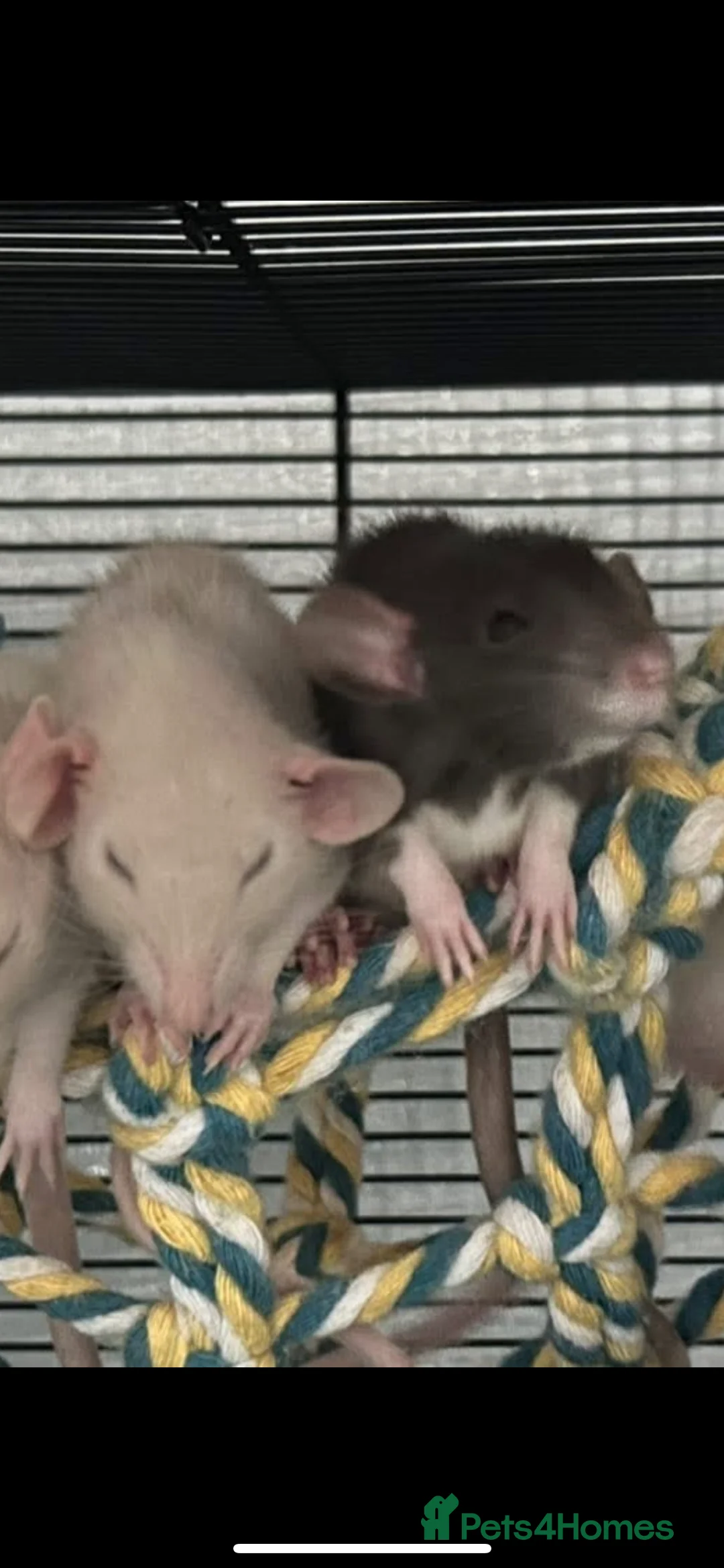 Rat rodents for sale: 4 male rats - Advert 2