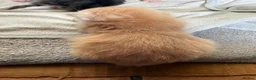 Maine Coon cats for sale: Purebred MaineCoon Kittens TICA lines  - Advert 14