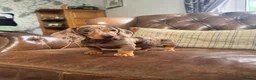 Miniature Dachshund dogs for sale: Miniature Dachshund Puppies - Advert 4