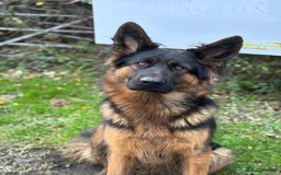 German Shepherd dogs for sale: German shepherd puppy  - Image 7