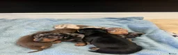Miniature Dachshund dogs for sale: Champion line miniature dachshunds KC REG PRACLEAR - Advert 11