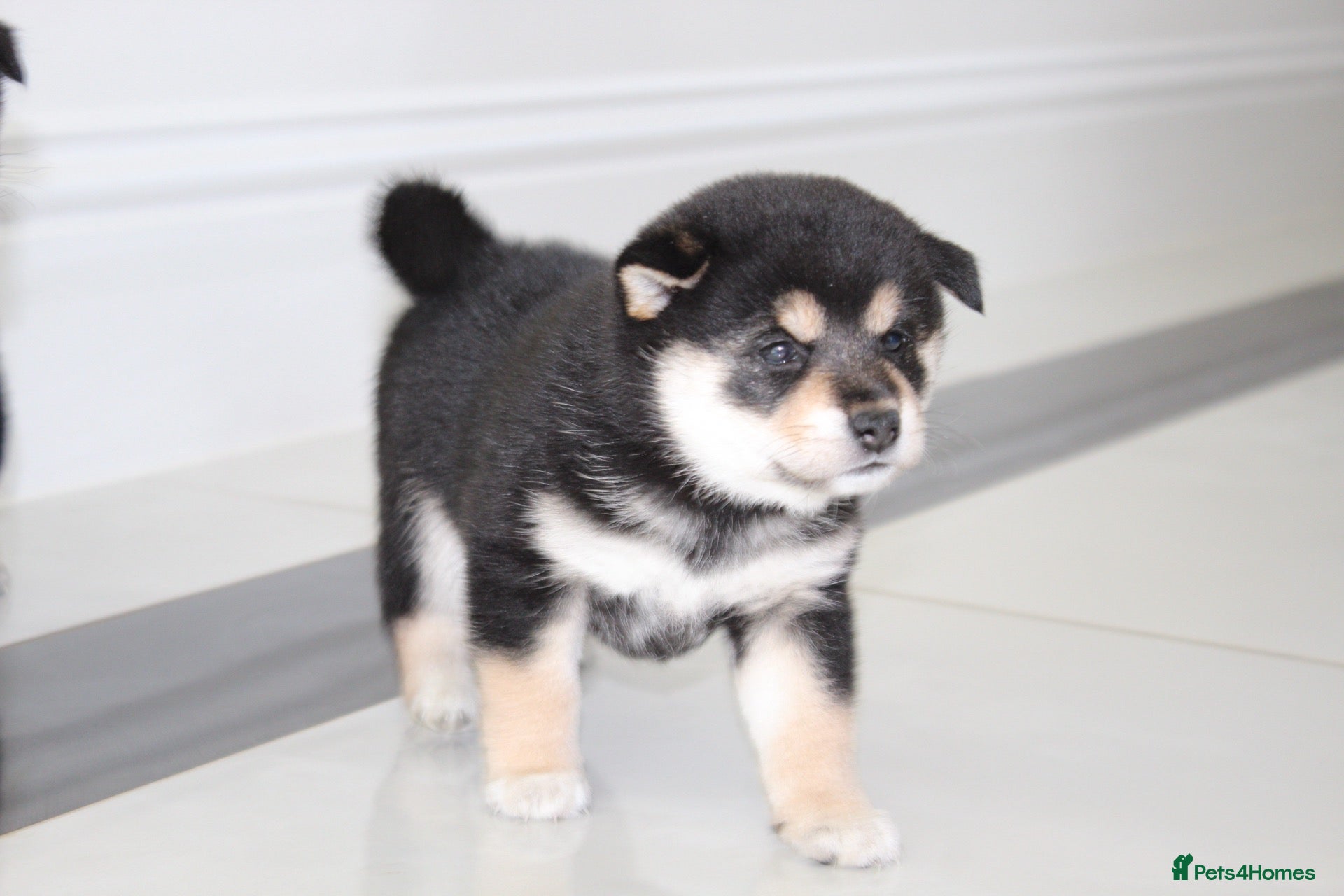 Japanese Shiba Inu dogs for sale: EXCEPTIONAL SHIBA INU PUPPIES OUTSTANDING QUALITY - Advert 3