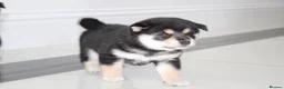 Japanese Shiba Inu dogs for sale: EXCEPTIONAL SHIBA INU PUPPIES OUTSTANDING QUALITY - Advert 5