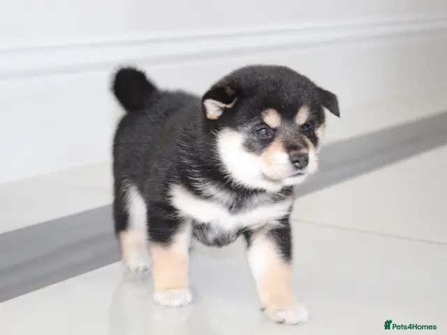 Japanese Shiba Inu dogs for sale: EXCEPTIONAL SHIBA INU PUPPIES OUTSTANDING QUALITY - Advert 3