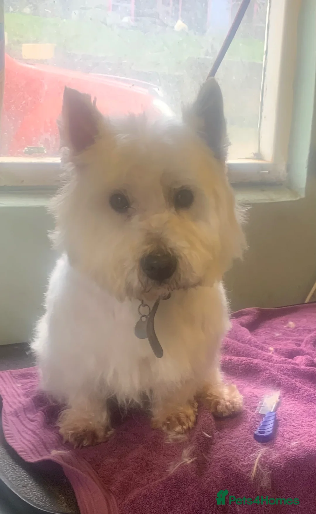 Mixed Breed dogs for sale: Gorgeous Jack Russel x West Highland Terrier girls - Advert 2