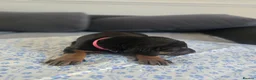 Mixed Breed dogs for sale: Doberman mix  in Nottingham - Advert 35
