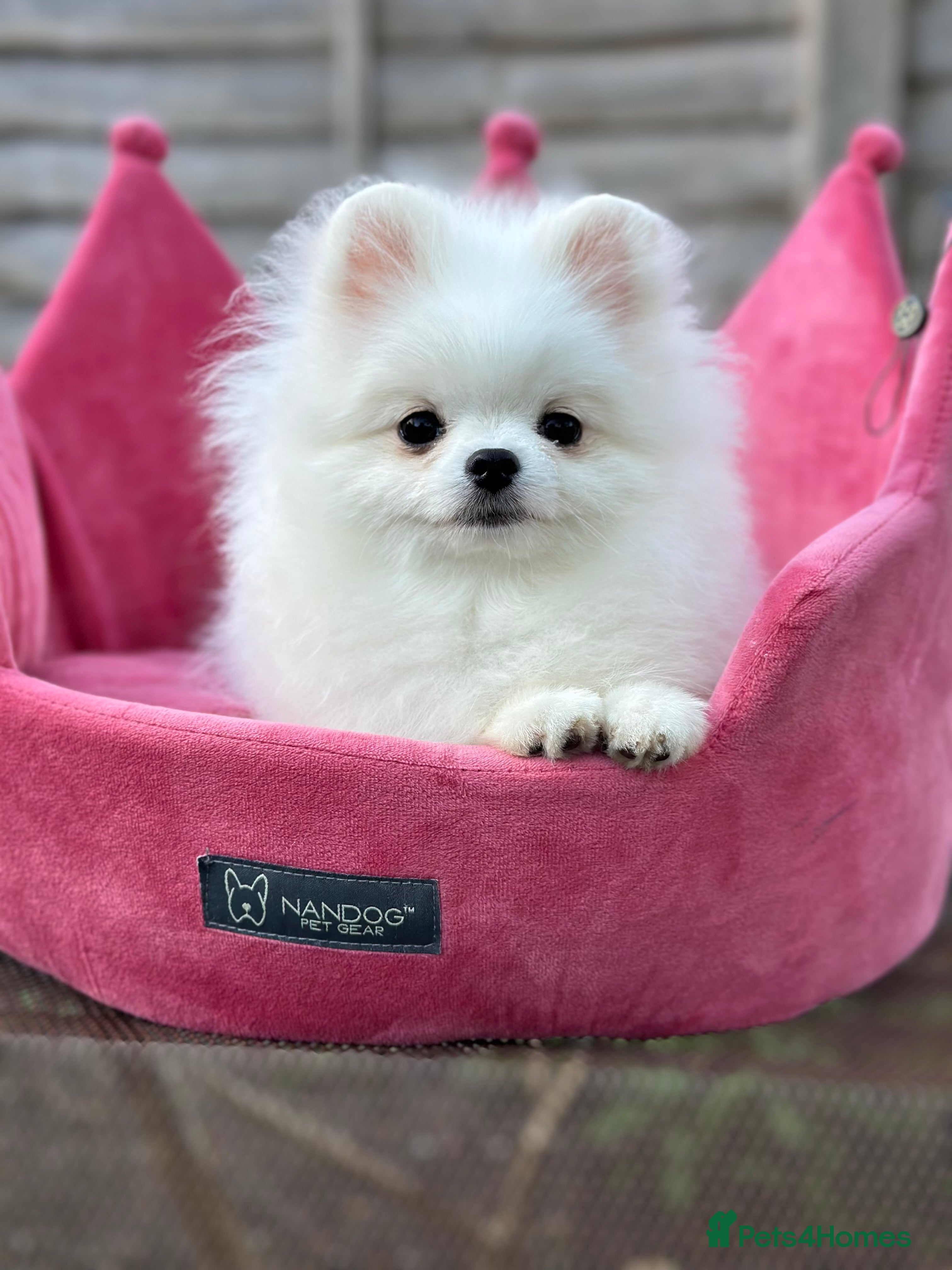 Pomeranian dogs White and Orange Pomeranian Boys - Advert 18