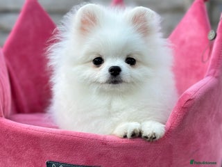 Pomeranian dogs White and Orange Pomeranian Boys - Advert 5