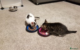British Shorthair cats for sale: for sale 2 cheeky little monkeys  - Image 11