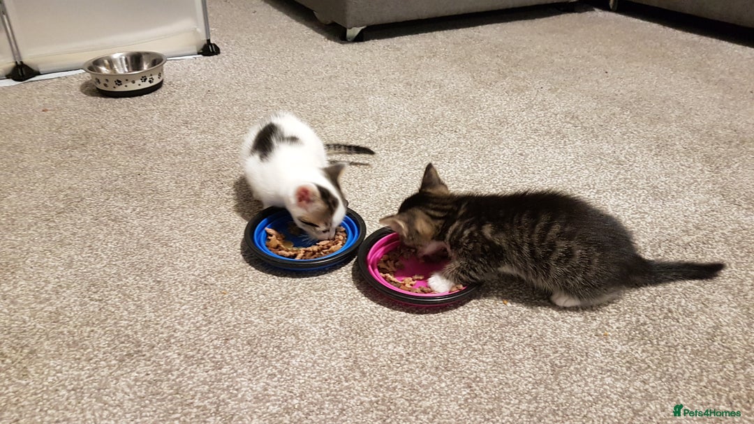 British Shorthair cats for sale: for sale 2 cheeky little monkeys  - Image 11