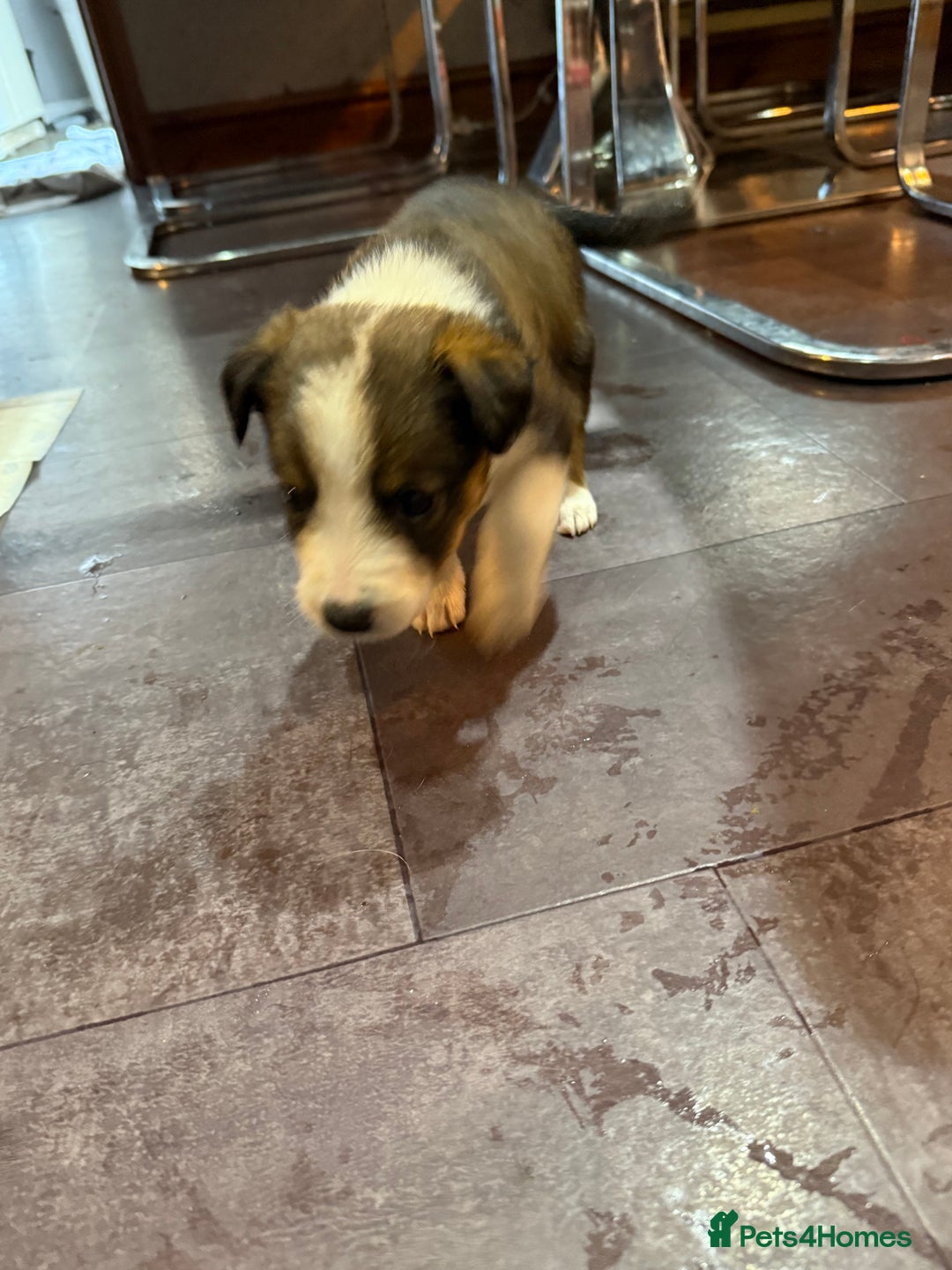 Mixed Breed dogs for sale: Border collie X Welsh collie pups - Advert 3