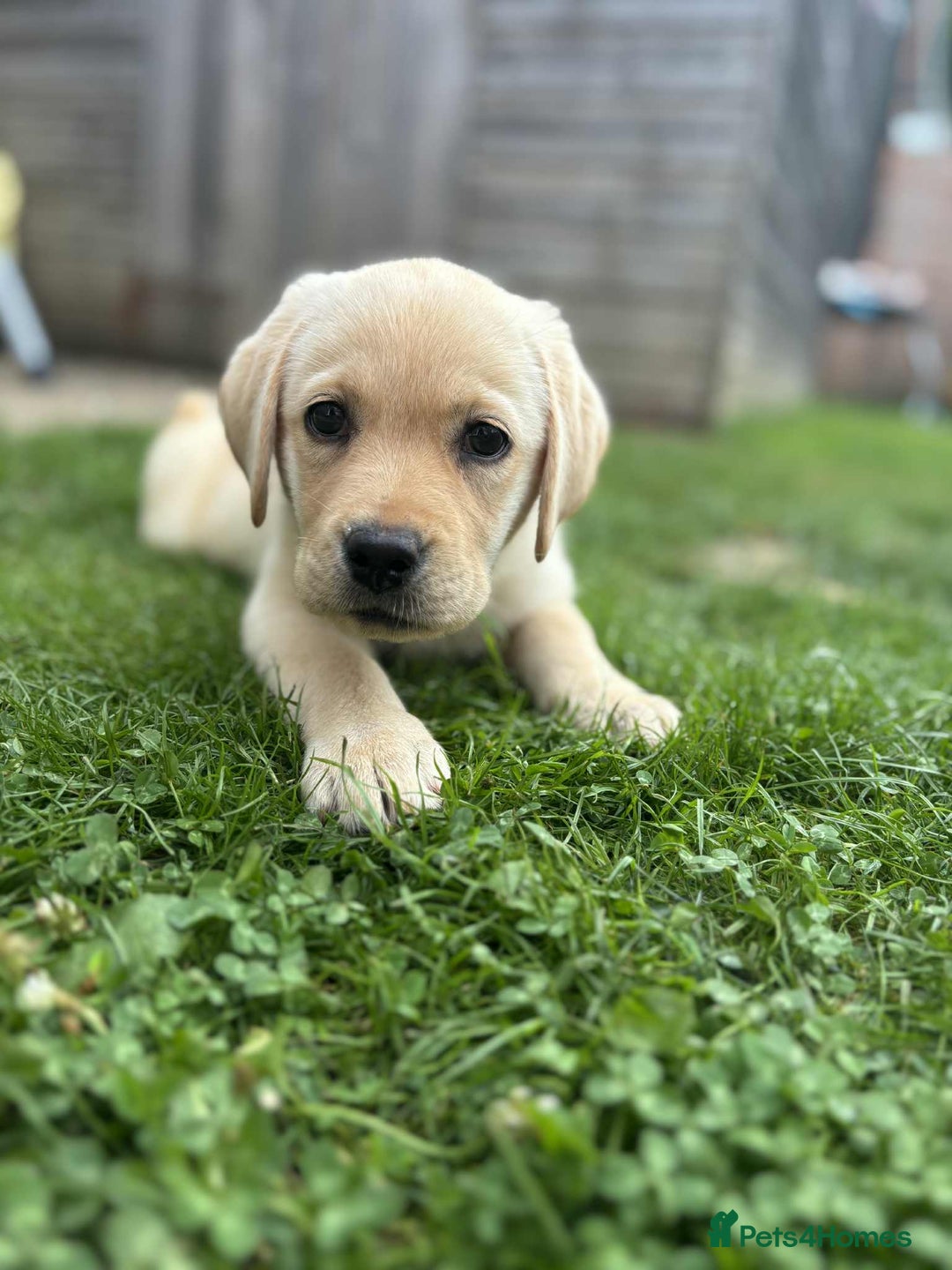 Labrador Retriever dogs for sale: Labrador puppys Kc bloodline🦴🐶 - Image 1