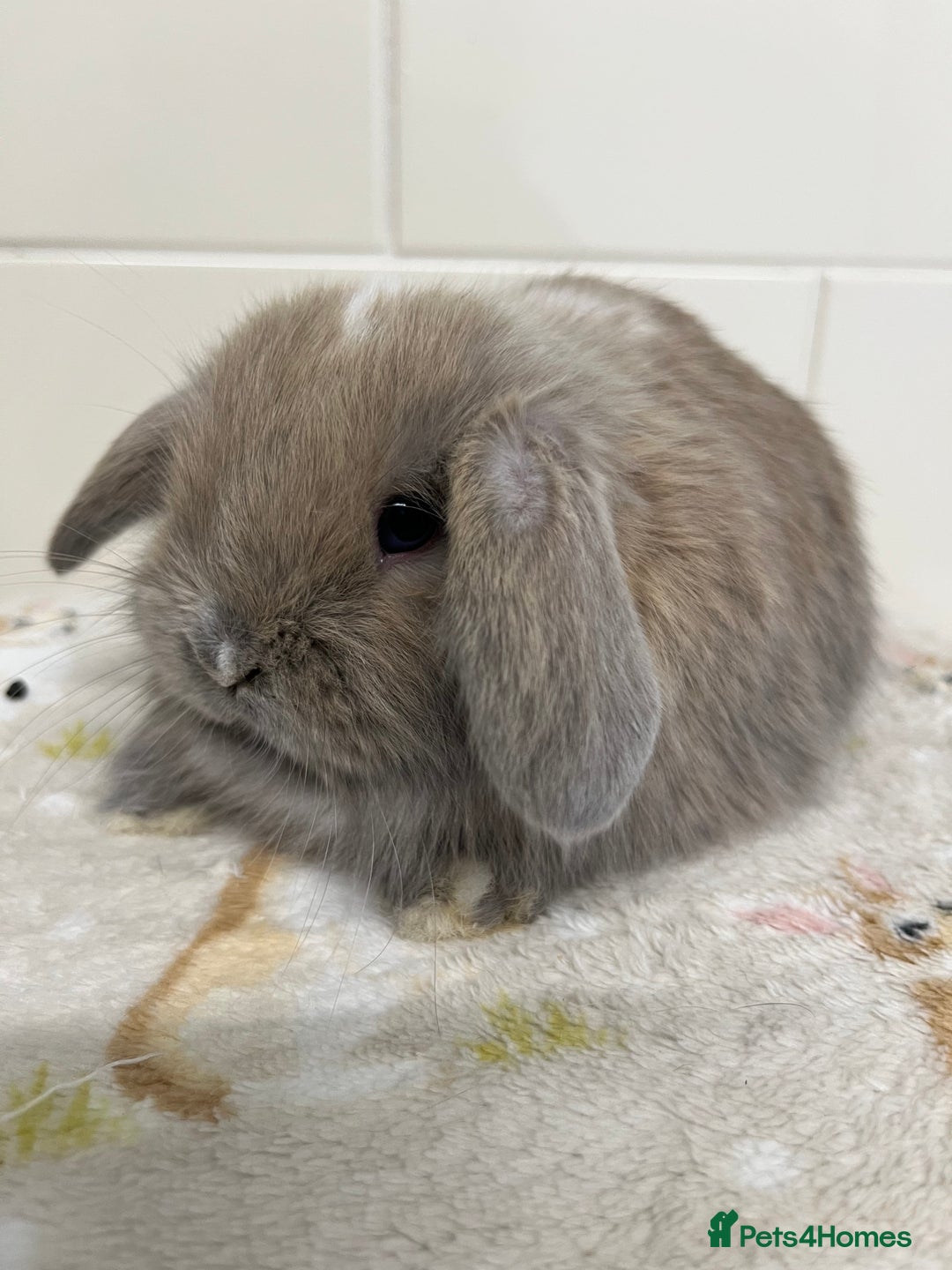 Mini Lop rabbits for sale: Stunning litter of mini lops ready soon  - Advert 12