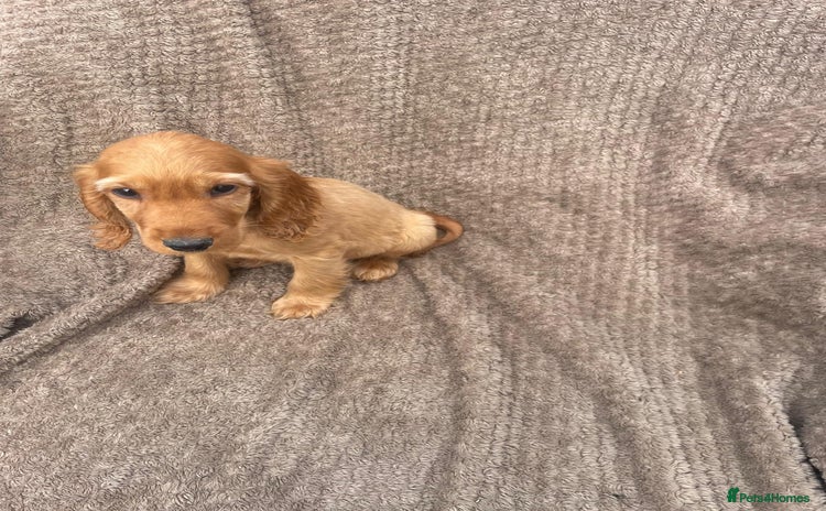 Cocker Spaniel dogs - Advert 5