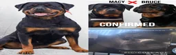 Rottweiler dogs for sale: Rottie pups due May in South Shields - Advert 1