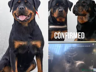 Rottweiler dogs Rottie pups due May - Advert 2