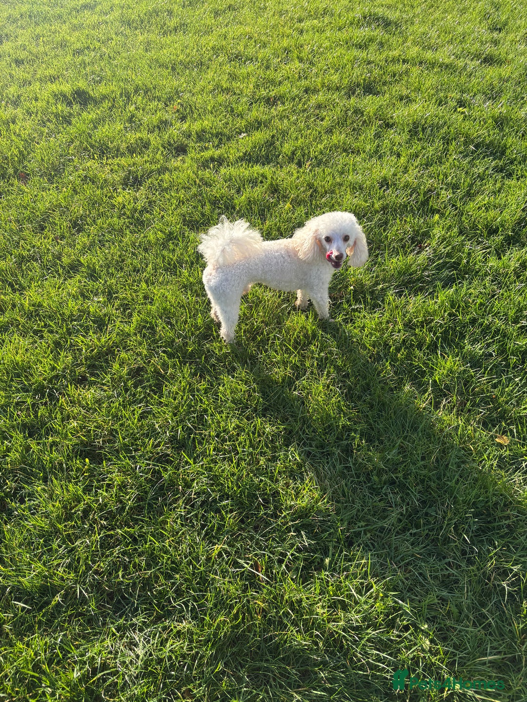 Toy Poodle dogs for stud: POSHLICIOUS'S POSH CRÈME aka Loui - Advert 7