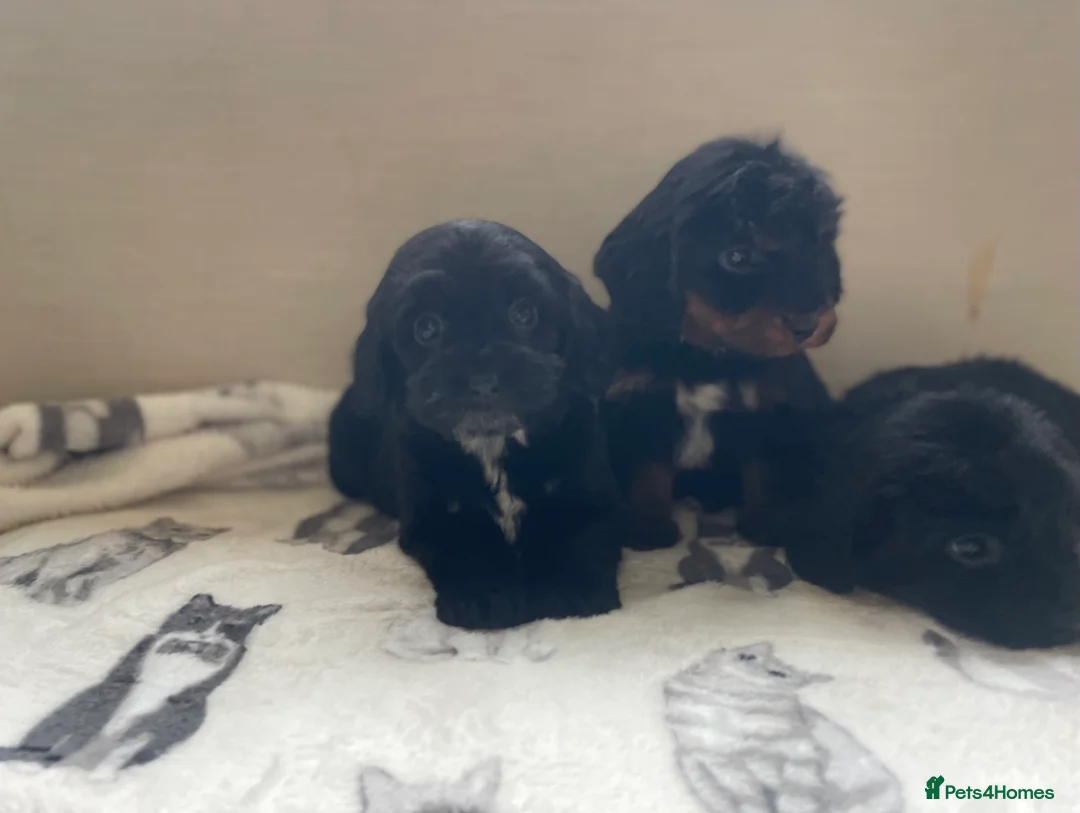 Cockapoo dogs for sale: Beautiful F1 cockapoos  - Advert 9