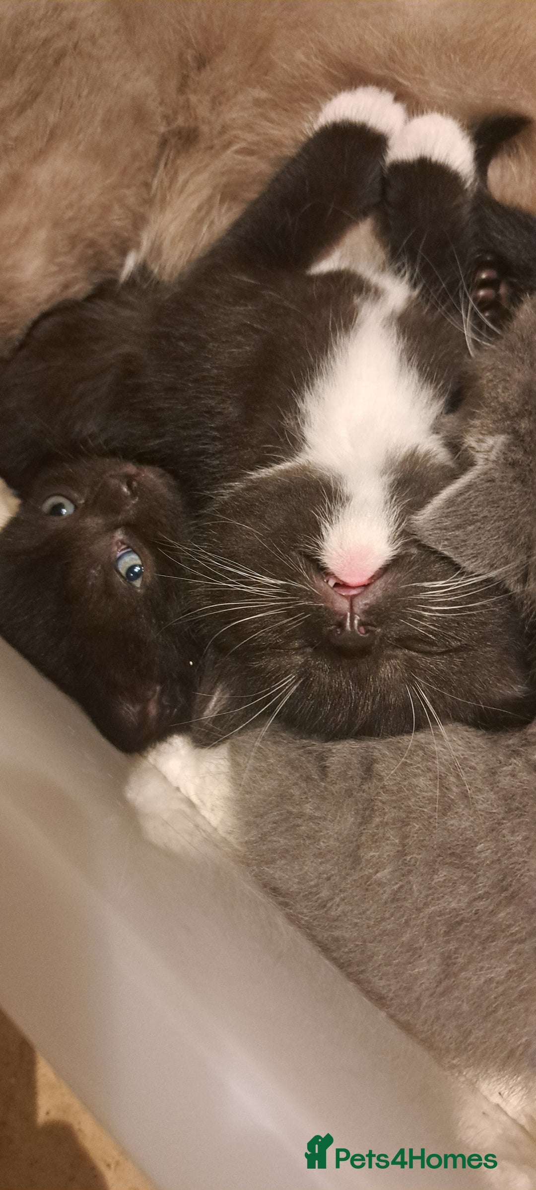 British Shorthair cats for sale: British Shorthair X Kittens  - Advert 8