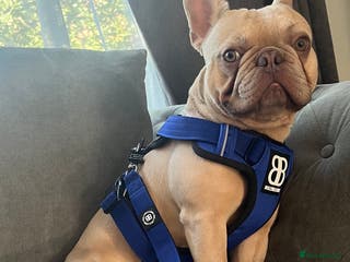 French Bulldog dogs French bulldog / stud PROVEN in West Malling - Advert 22