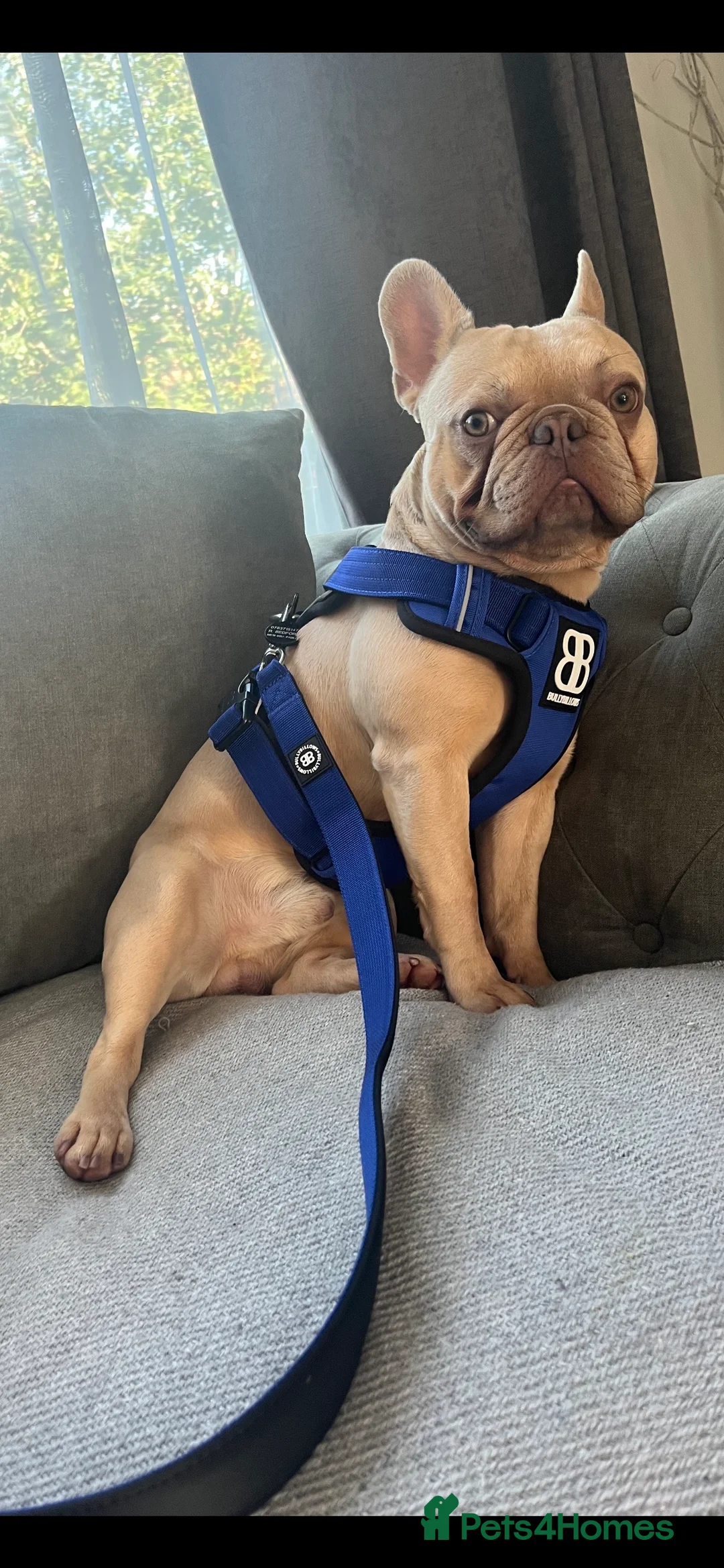 French Bulldog dogs for stud: French bulldog / stud PROVEN in West Malling - Advert 1