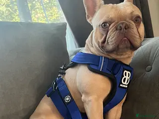 French Bulldog dogs French bulldog / stud PROVEN in West Malling - Advert 24