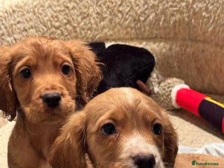 Cocker Spaniel dogs REDUCED LAST TWO READY NOW - Advert 5