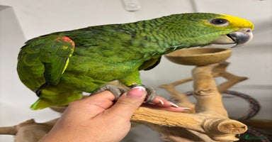 Parrots birds - Advert 10