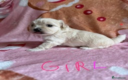 Maltipoo dogs for sale: Gorgeous Maltipoo puppies  - Advert 5